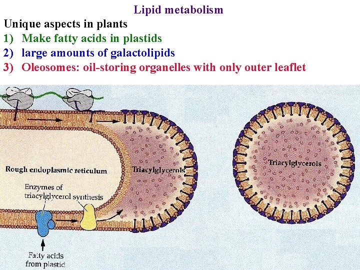 Lipid metabolism Unique aspects in plants 1) Make fatty acids in plastids 2) large