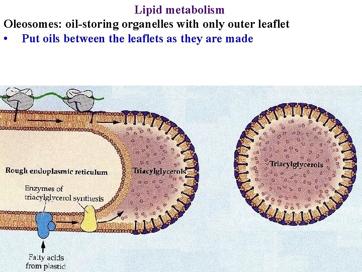 Lipid metabolism Oleosomes: oil-storing organelles with only outer leaflet • Put oils between the