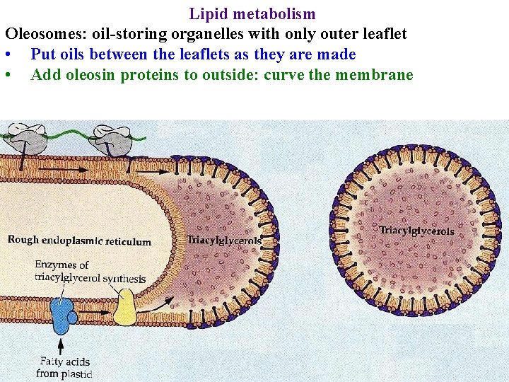 Lipid metabolism Oleosomes: oil-storing organelles with only outer leaflet • Put oils between the