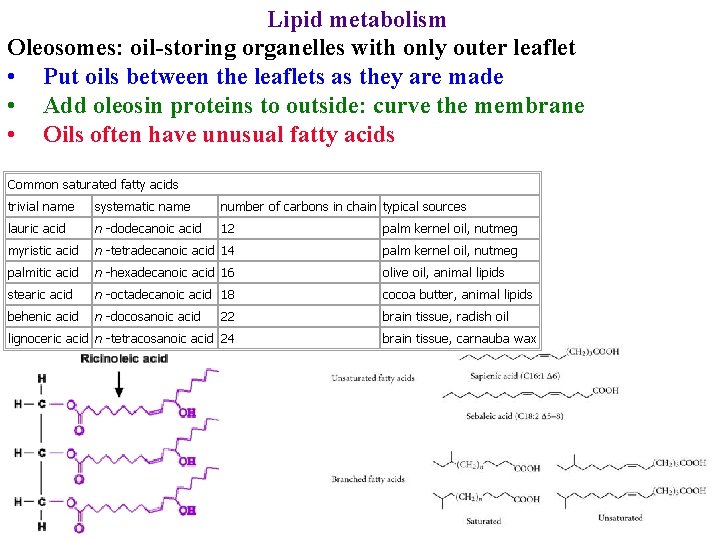 Lipid metabolism Oleosomes: oil-storing organelles with only outer leaflet • Put oils between the