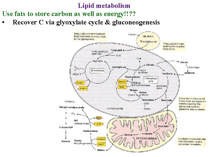 Lipid metabolism Use fats to store carbon as well as energy!!? ? • Recover