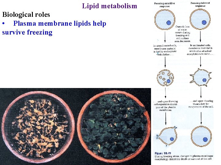 Lipid metabolism Biological roles • Plasma membrane lipids help survive freezing 