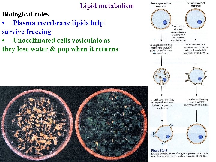 Lipid metabolism Biological roles • Plasma membrane lipids help survive freezing • Unacclimated cells