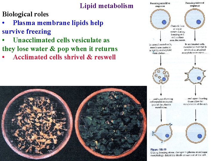 Lipid metabolism Biological roles • Plasma membrane lipids help survive freezing • Unacclimated cells