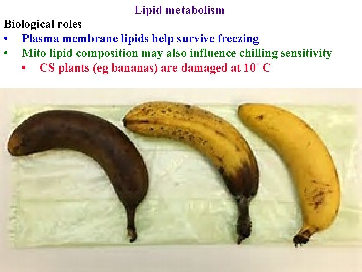 Lipid metabolism Biological roles • Plasma membrane lipids help survive freezing • Mito lipid