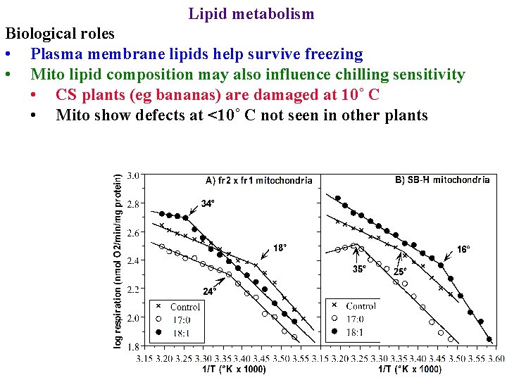 Lipid metabolism Biological roles • Plasma membrane lipids help survive freezing • Mito lipid
