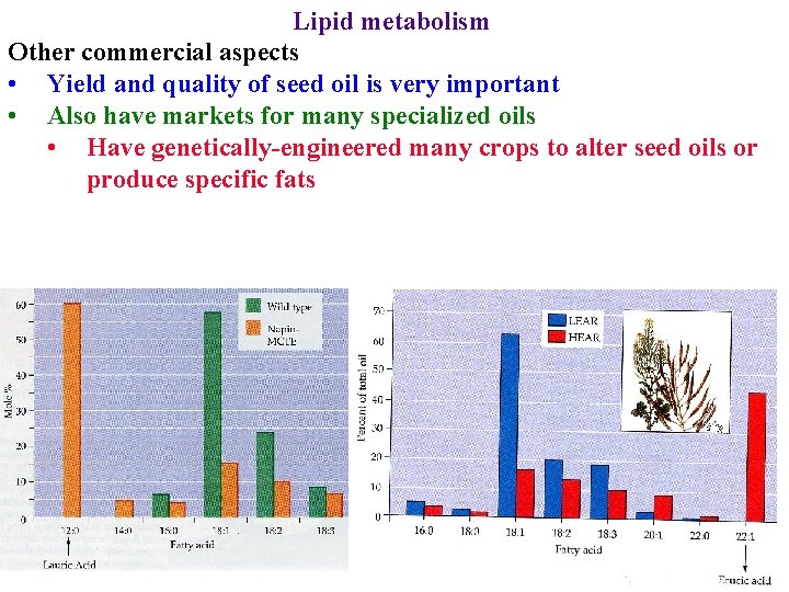 Lipid metabolism Other commercial aspects • Yield and quality of seed oil is very