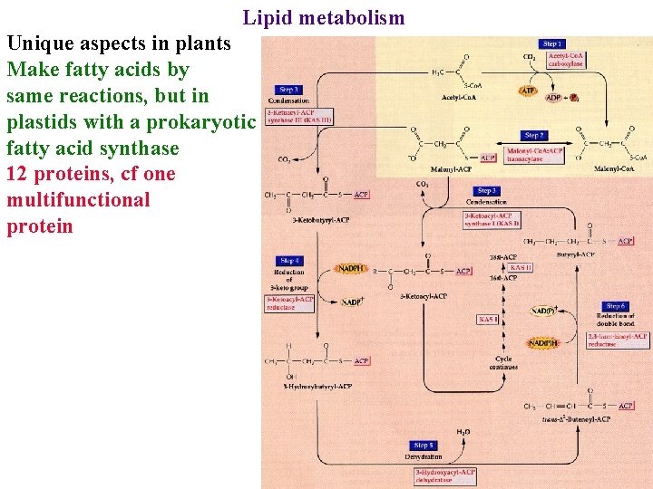 Lipid metabolism Unique aspects in plants Make fatty acids by same reactions, but in