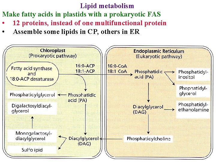 Lipid metabolism Make fatty acids in plastids with a prokaryotic FAS • 12 proteins,