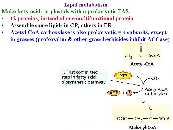 Lipid metabolism Make fatty acids in plastids with a prokaryotic FAS • 12 proteins,