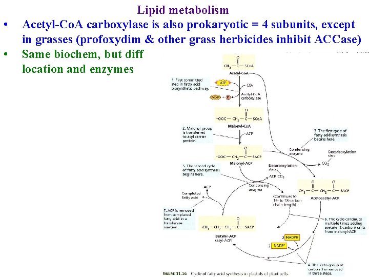  • • Lipid metabolism Acetyl-Co. A carboxylase is also prokaryotic = 4 subunits,