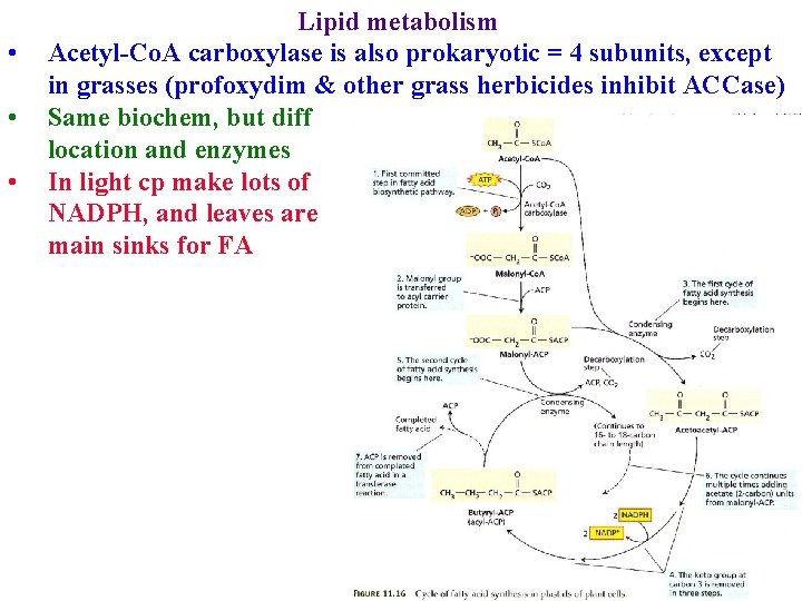  • • • Lipid metabolism Acetyl-Co. A carboxylase is also prokaryotic = 4