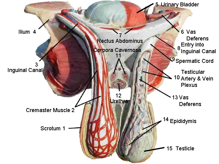 5 Urinary Bladder Ilium 4 7 Rectus Abdominus Corpora Cavernosa 11 3 Inguinal Canal