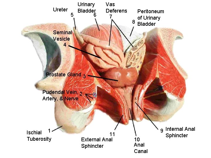 Urinary Ureter Bladder 5 6 Vas Deferens 7 Peritoneum of Urinary 8 Bladder Seminal