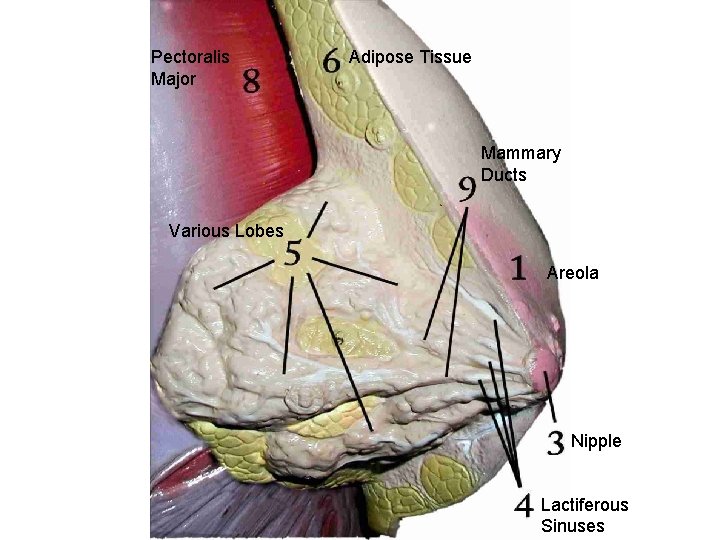 Pectoralis Major Adipose Tissue Mammary Ducts Various Lobes Areola Nipple Lactiferous Sinuses 
