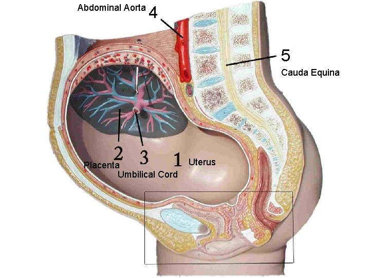 Abdominal Aorta 4 5 Cauda Equina Placenta Umbilical Cord Uterus 