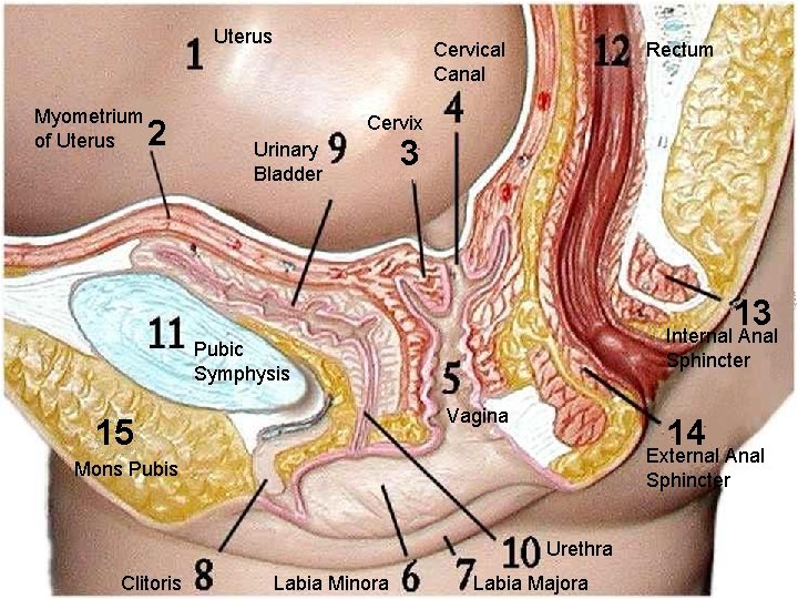 Uterus Myometrium of Uterus 2 Cervical Canal Rectum Cervix Urinary Bladder 3 13 Internal