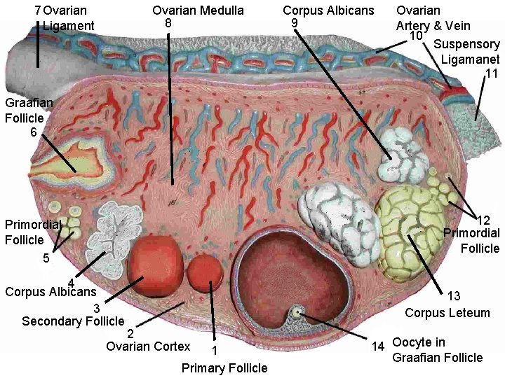7 Ovarian Ligament Ovarian Medulla 8 Corpus Albicans 9 Ovarian Artery & Vein 10