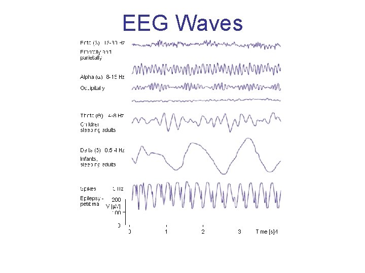 EEG Waves 