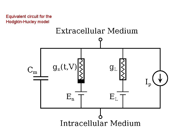 Equivalent circuit for the Hodgkin-Huxley model 