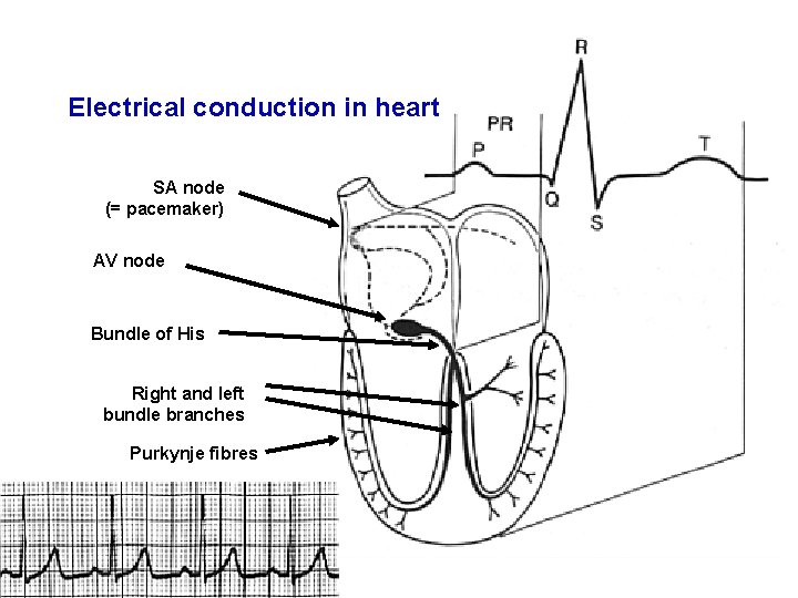 Electrical conduction in heart SA node (= pacemaker) AV node Bundle of His Right