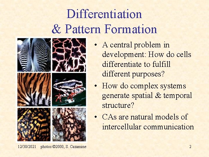 Differentiation & Pattern Formation • A central problem in development: How do cells differentiate