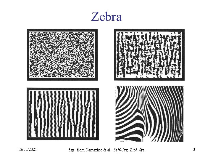 Zebra 12/30/2021 figs. from Camazine & al. : Self-Org. Biol. Sys. 3 