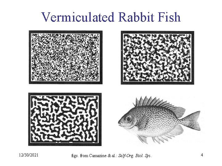 Vermiculated Rabbit Fish 12/30/2021 figs. from Camazine & al. : Self-Org. Biol. Sys. 4