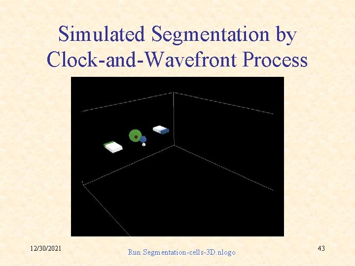 Simulated Segmentation by Clock-and-Wavefront Process 12/30/2021 Run Segmentation-cells-3 D. nlogo 43 