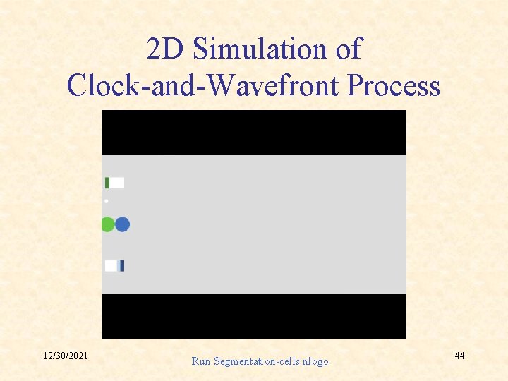 2 D Simulation of Clock-and-Wavefront Process 12/30/2021 Run Segmentation-cells. nlogo 44 