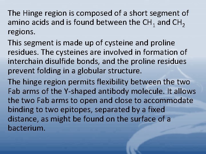 The Hinge region is composed of a short segment of amino acids and is