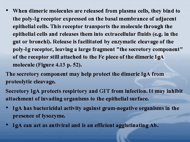 • When dimeric molecules are released from plasma cells, they bind to the