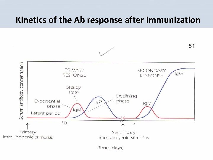Kinetics of the Ab response after immunization 
