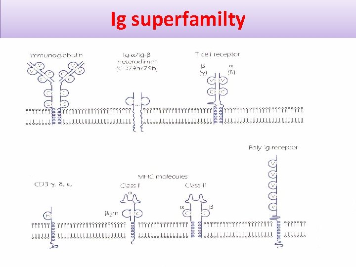 Ig superfamilty 