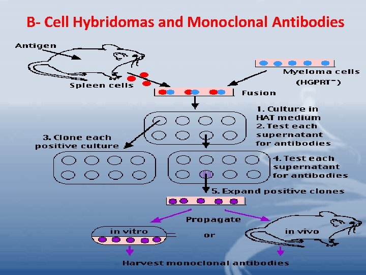 B- Cell Hybridomas and Monoclonal Antibodies 