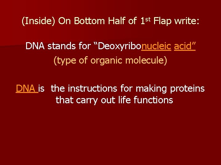 (Inside) On Bottom Half of 1 st Flap write: DNA stands for “Deoxyribonucleic acid”