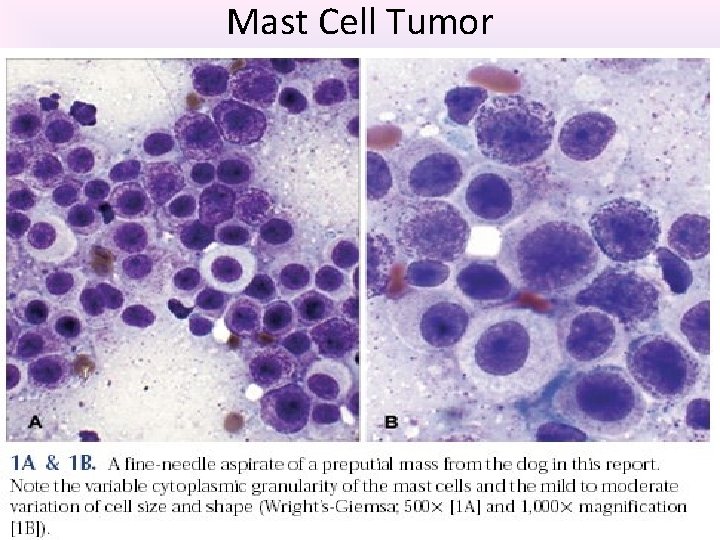 Mast Cell Tumor 