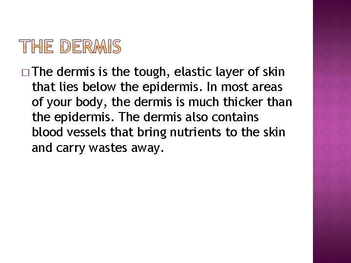 � The dermis is the tough, elastic layer of skin that lies below the