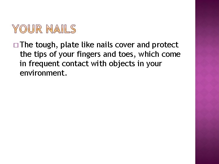 � The tough, plate like nails cover and protect the tips of your fingers