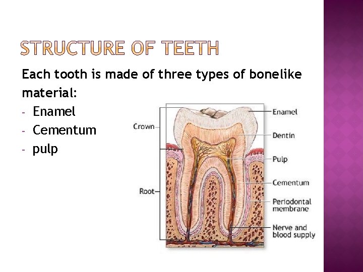 Each tooth is made of three types of bonelike material: - Enamel - Cementum