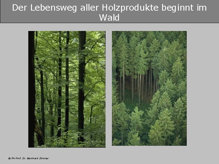 Der Lebensweg aller Holzprodukte beginnt im Wald © FH-Prof. Dr. Bernhard Zimmer 