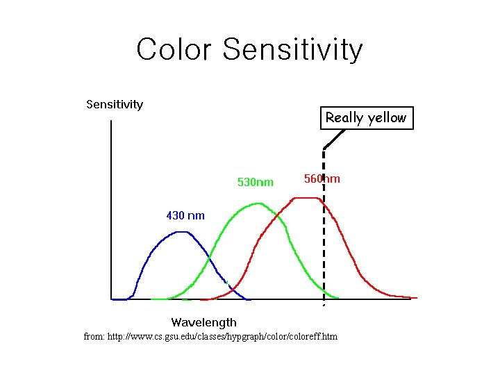 Color Sensitivity Really yellow from: http: //www. cs. gsu. edu/classes/hypgraph/coloreff. htm 