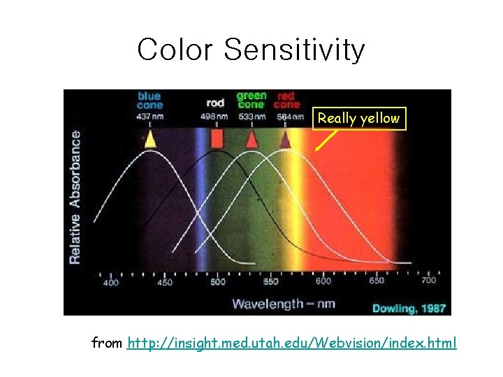 Color Sensitivity Really yellow from http: //insight. med. utah. edu/Webvision/index. html 