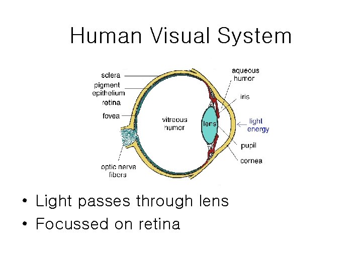 Human Visual System • Light passes through lens • Focussed on retina 