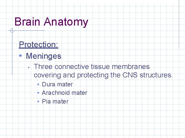 Brain Anatomy Protection: • Meninges • Three connective tissue membranes covering and protecting the