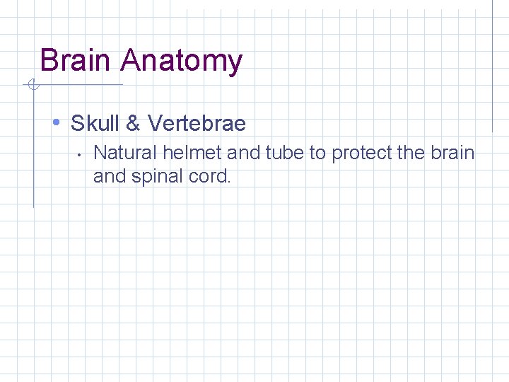 Brain Anatomy • Skull & Vertebrae • Natural helmet and tube to protect the