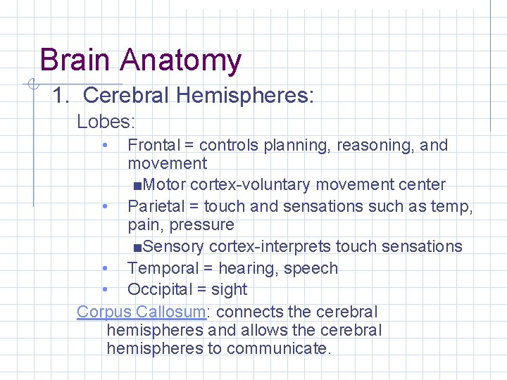 Brain Anatomy 1. Cerebral Hemispheres: Lobes: Frontal = controls planning, reasoning, and movement ■Motor