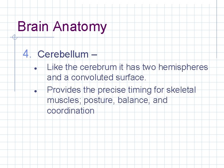Brain Anatomy 4. Cerebellum – ● ● Like the cerebrum it has two hemispheres