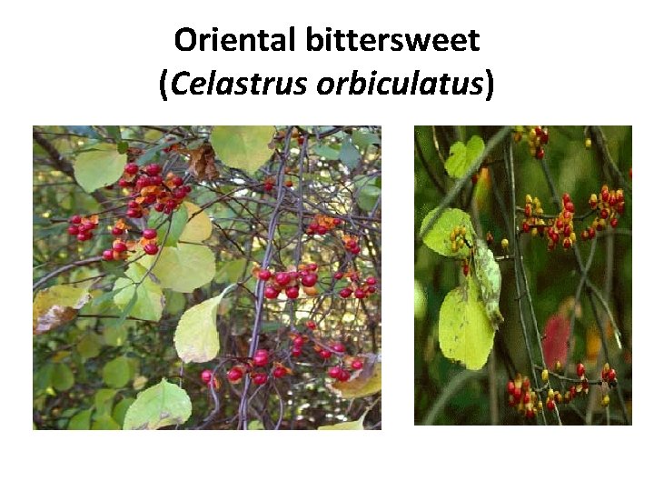 Oriental bittersweet (Celastrus orbiculatus) 