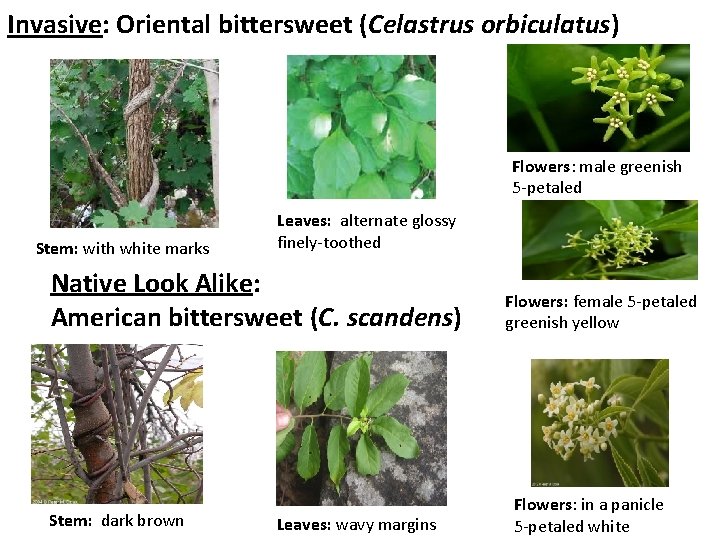 Invasive: Oriental bittersweet (Celastrus orbiculatus) Flowers: male greenish 5 -petaled Stem: with white marks